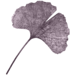 Gingko